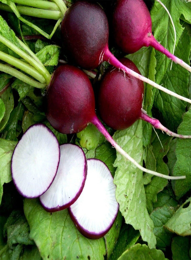 GGOOT Radish Malaga Violet - Raphanus sativus Vegetable Seeds, Home Garden Planting by Heavy Torch, 100 Seeds