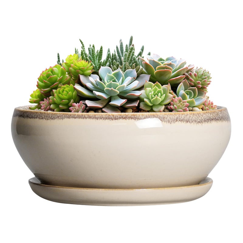 SQOWL Succulent Pots 8 Inch - Ceramic Bonsai Pots for Indoor Plants, Round Shallow Plant Pot with Drainage Hole and Saucer, Bowl Planter Outdoor, Patio Decor, Plant Lover Gifts, Beige - Image 1