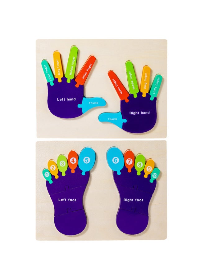لغز إدراك النخيل الخشبي لليد والقدم وسائل تعليمية منتسوري، هيكل جسم الأطفال، ألعاب تعليمية للإدراك الإنجليزي-اللون: القدم - Image 5