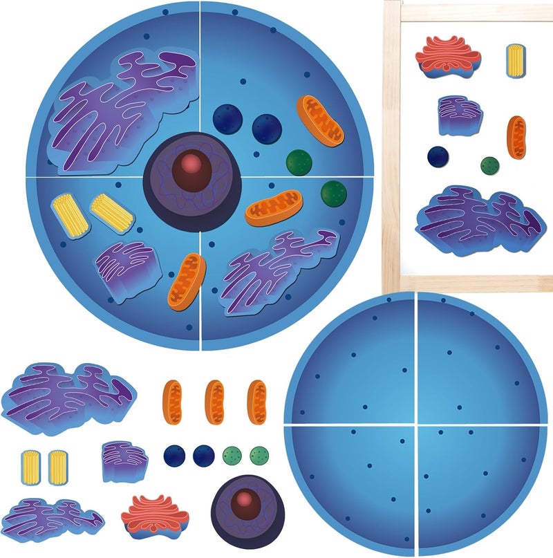 Leitee 18 Pcs Magnetic Animal Cell Model Kits Giant Teaching Resources Early Biology Cell Anatomy Model Life Science Teaching Aid for Whiteboard Learning Tools Educational Classroom Activities - Image 1