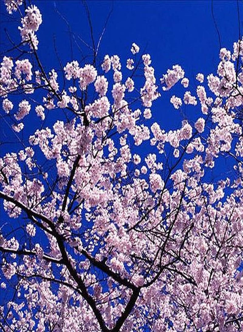 GGOOT 50Pcs Sakura Seeds Cherry Blossoms Tree Outdoor Planting Landscape Road Greening Decorative Beautiful Flowers Light Up Your Garden - Image 1