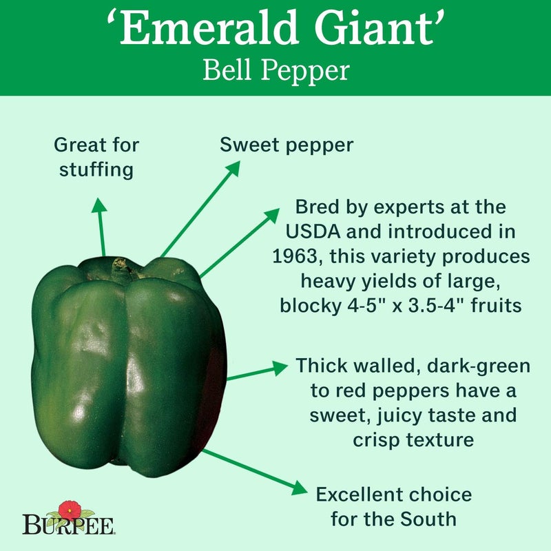 Burpee Emerald Giant Sweet Pepper Seeds 30 seeds - Image 2