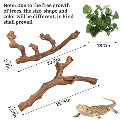 VCEPJH Large Snake Climbing Branch Decor 15.5 in Natural Reptile Wood Cork Log Bearded Dragon Tank Accessories Tree Trunk for Chameleon Gecko Ball Python Frog - Image 2