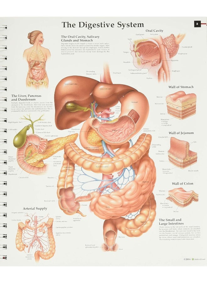 Anatomy & Pathology:The World's Best Anatomical Charts Book - Image 3