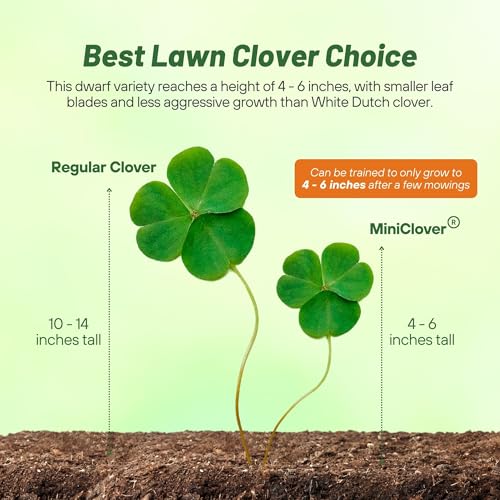 Outsidepride Perennial White MiniClover Seed - 2 lb. Dwarf, Small-Leaved, Drought & Wear-Tolerant Micro Clover Seeds for Lawn, Ideal Low-Maintenance & Easy to Grow Ground Cover Seeds for Home Yard - Image 3