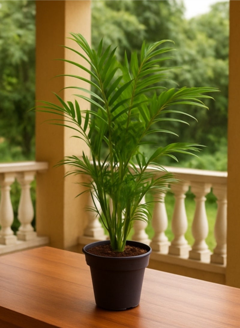 بلانت نخلة الصالون (Chamaedorea elegans) نخلة حية داخلية بطول 50 سم | نبتة منزلية استوائية أنيقة لتنقية الهواء | نبتة خضراء زينة للمنزل والمكتب وغرفة المعيشة - Image 5