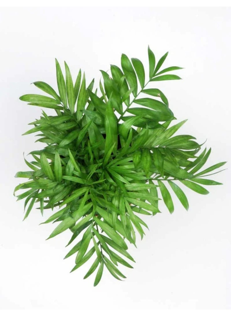 بلانت نخلة الصالون (Chamaedorea elegans) نخلة حية داخلية بطول 50 سم | نبتة منزلية استوائية أنيقة لتنقية الهواء | نبتة خضراء زينة للمنزل والمكتب وغرفة المعيشة - Image 3