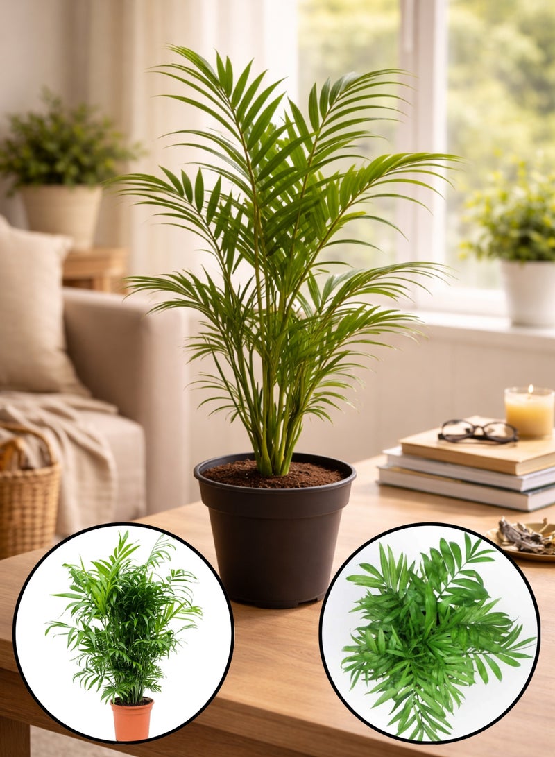 بلانت نخلة الصالون (Chamaedorea elegans) نخلة حية داخلية بطول 50 سم | نبتة منزلية استوائية أنيقة لتنقية الهواء | نبتة خضراء زينة للمنزل والمكتب وغرفة المعيشة - Image 1