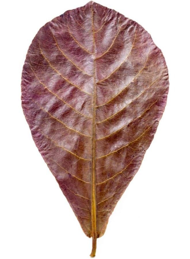 Generic Premium Dried Indian Almond Catappa Leaves Tea Bag - Image 2