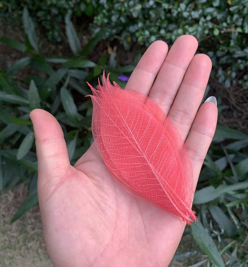 RATREE 888 100 Pcs Mixed Colors 4-5 Inches Skeleton Leaves Rubber Tree Natural Scrapbook Craft, Card Wedding, DIY Craft, Bouquets, Seasonal Gift Large Leaves - Image 5