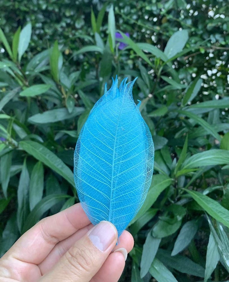 RATREE 888 100 Pcs Mixed Colors 4-5 Inches Skeleton Leaves Rubber Tree Natural Scrapbook Craft, Card Wedding, DIY Craft, Bouquets, Seasonal Gift Large Leaves - Image 4