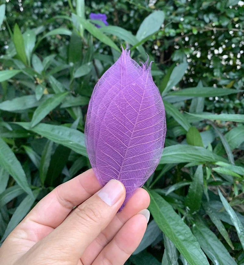 RATREE 888 100 Pcs Mixed Colors 4-5 Inches Skeleton Leaves Rubber Tree Natural Scrapbook Craft, Card Wedding, DIY Craft, Bouquets, Seasonal Gift Large Leaves - Image 3