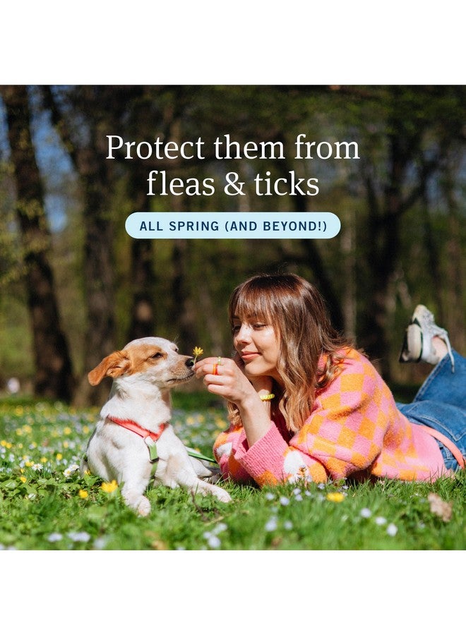 PetArmor Plus Flea and Tick Prevention for Dogs, Dog Flea and Tick Treatment, 6 Doses, Waterproof Topical, Fast Acting, Small Dogs (5-22 lbs) - Image 2