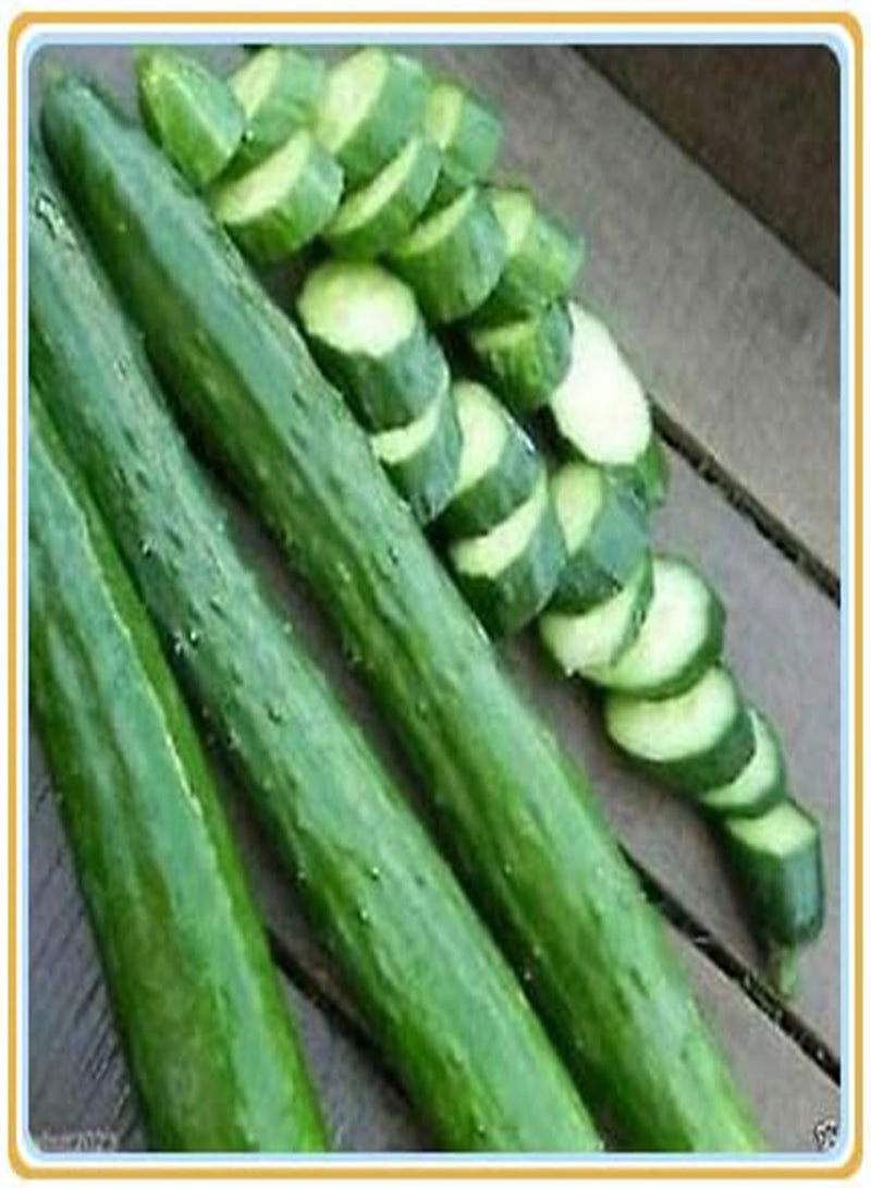 GGOOT Cucumber Seeds, Plant Your own Cucumbers, Delicious and Simple to plant-400Pcs - Image 2