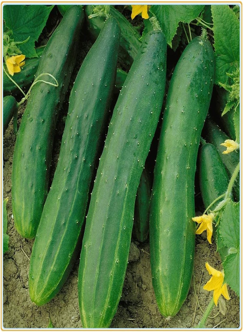 GGOOT Cucumber Seeds, Plant Your own Cucumbers, Delicious and Simple to plant-400Pcs - Image 4