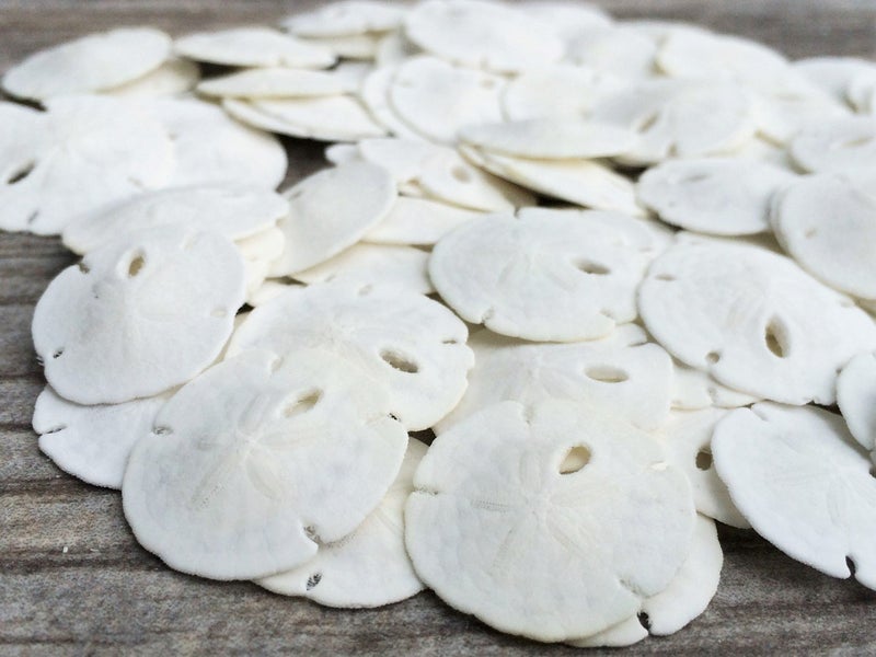 Nautical Crush Trading Sand Dollar  Real Natural Sand Dollars Under 1 Inch Set of 100  Small White Sand Dollar Shells for Weddings and Craft  Plus Free Nautical eBook by Joseph Rains