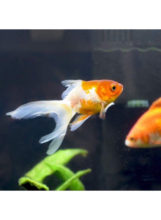 Seachem Gold Trace, 500 mL / 16.9 fl. oz - Image 2