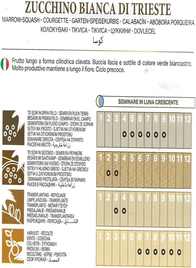 GGOOT COURGETTE – Bianca DI Trieste – 5.0GM – Approx 38 - Image 2