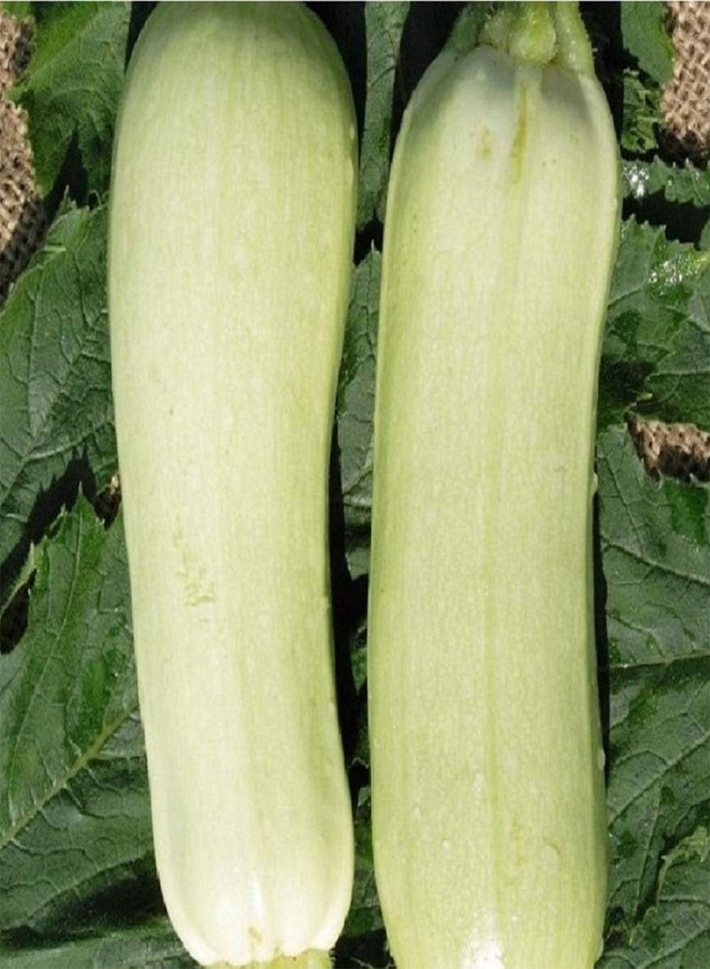 GGOOT COURGETTE – Bianca DI Trieste – 5.0GM – Approx 38 - Image 1