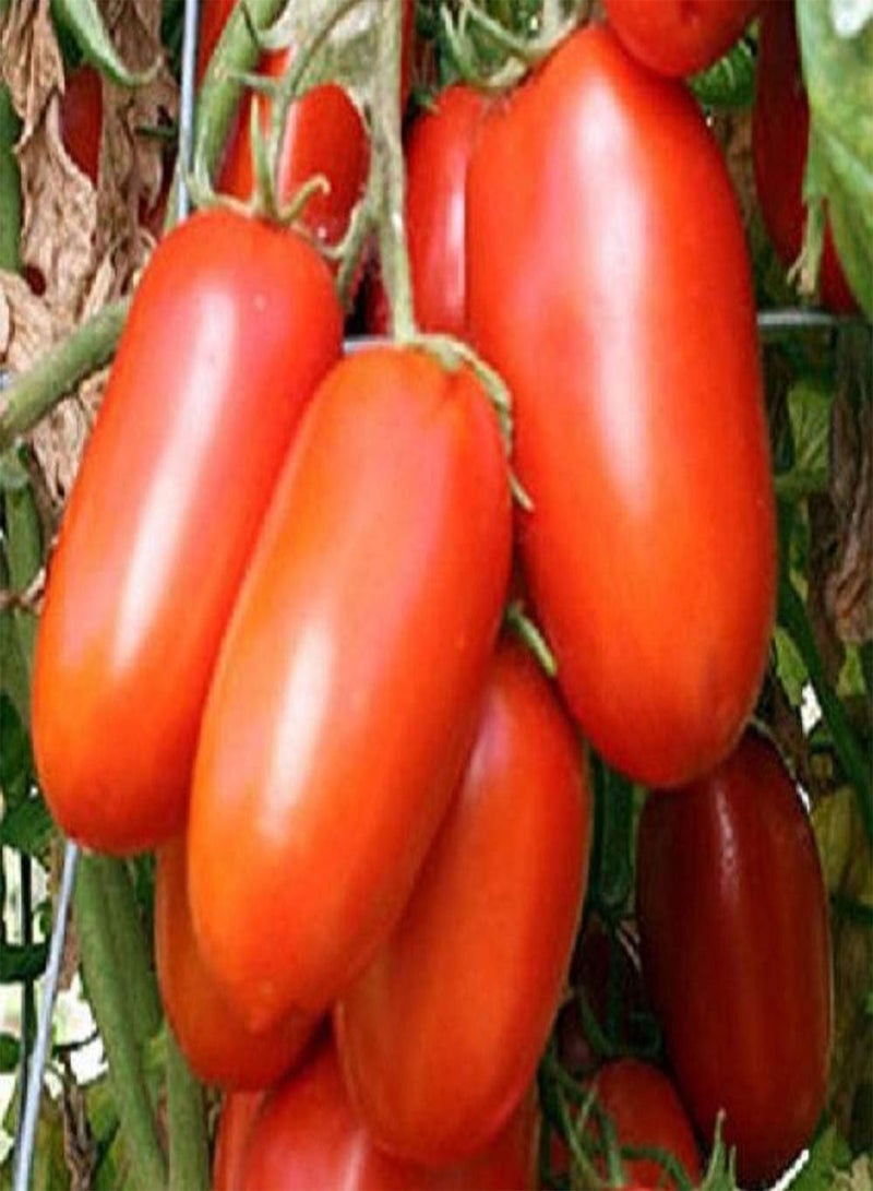 GGOOT Tomato Paste Roma Determinate 25 Non-GMO, Heirloom Seeds - Image 1