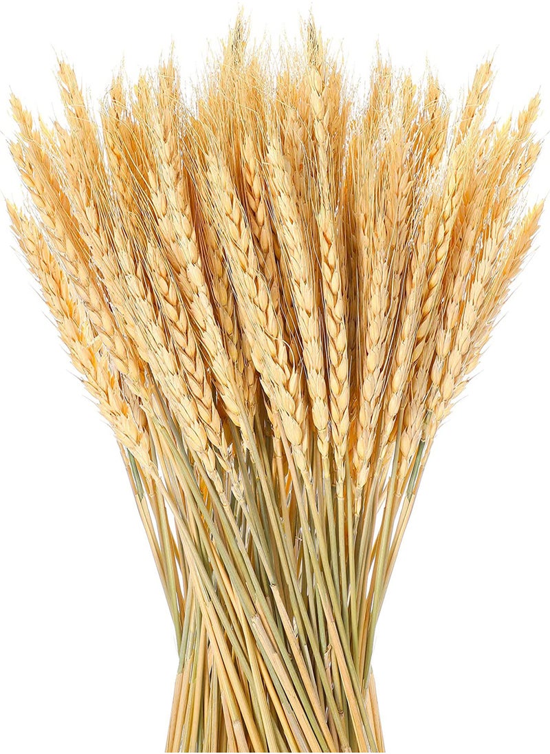 URbazaar 100-Piece Natural Dried Wheat Stalks Grass Bouquet Boho Home Decor Bouquet Dried Wheat Bouquet Bunch Flowers for DIY Wedding Floral Arrangements Home Decorations  - Image 2