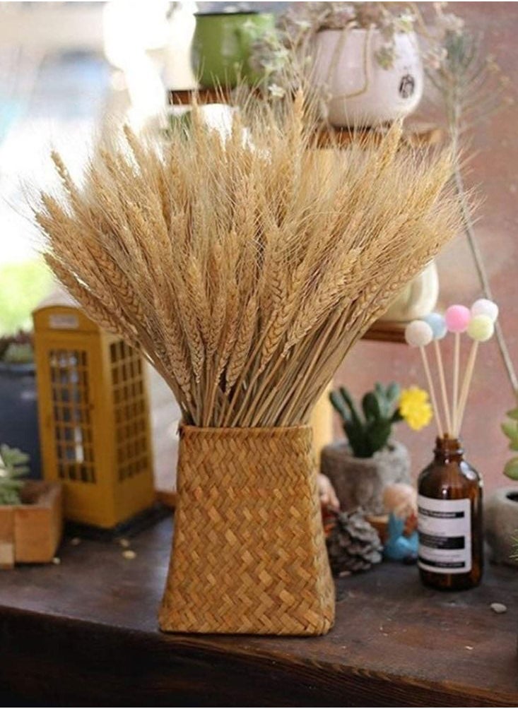 URbazaar 100-Piece Natural Dried Wheat Stalks Grass Bouquet Boho Home Decor Bouquet Dried Wheat Bouquet Bunch Flowers for DIY Wedding Floral Arrangements Home Decorations  - Image 3