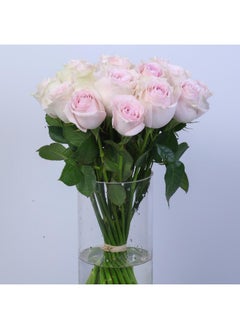 Premium Remembrance Rose