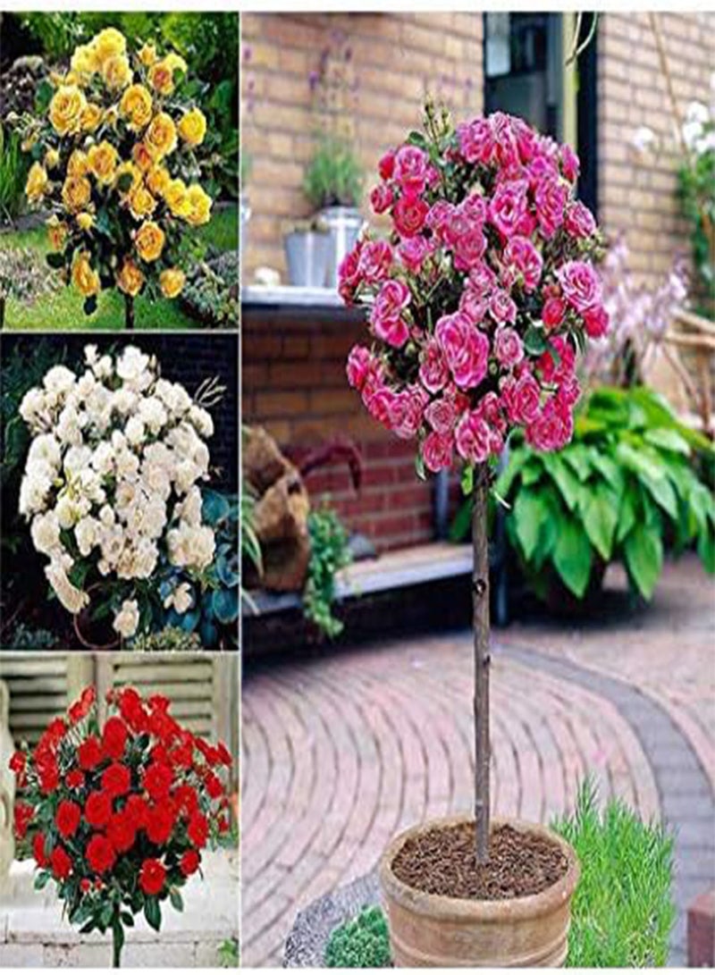 جي جوت بذور طازجة 100 قطعة من بذور زهرة الورد للشرفة للزراعة مختلطة