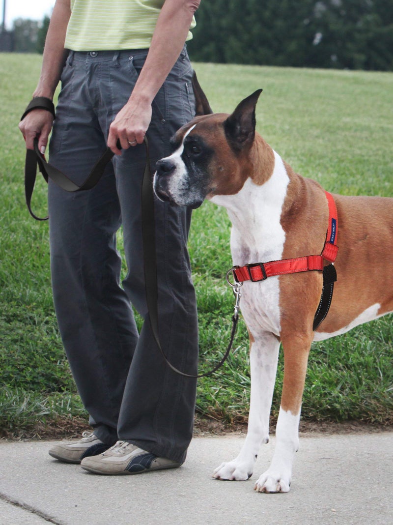 PetSafe Deluxe Easy Walk Harness - Trainer-Trusted Dog Chest Harness with Breathable Martingale Loop Design - Helps Stop Pulling with No Choking & Gagging - Large - Rose - Image 2