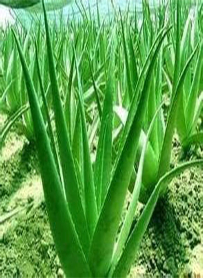 GGOOT seeds Fresh 100 Pcs Aloe Plant seeds for Planting Green