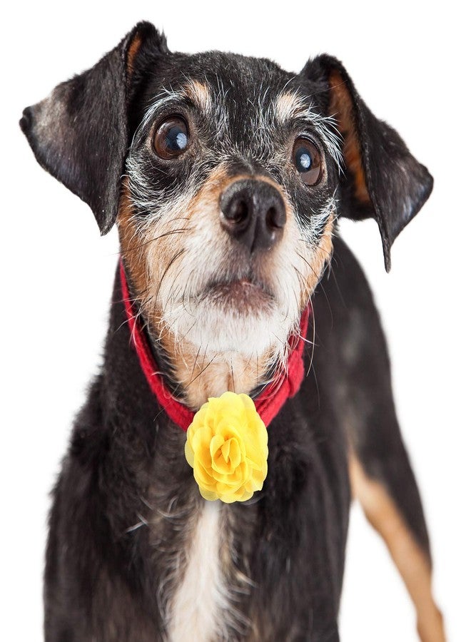 Leinuosen 20 Pcs Dog Flowers Collar Pet Adjustable Dog Large Flowers Bow Tie Multi Color Floral Collar Charms for Small Medium Big Female Cat Puppy Neck Bows Sliders Grooming Accessories(1.97 Inch) - Image 3