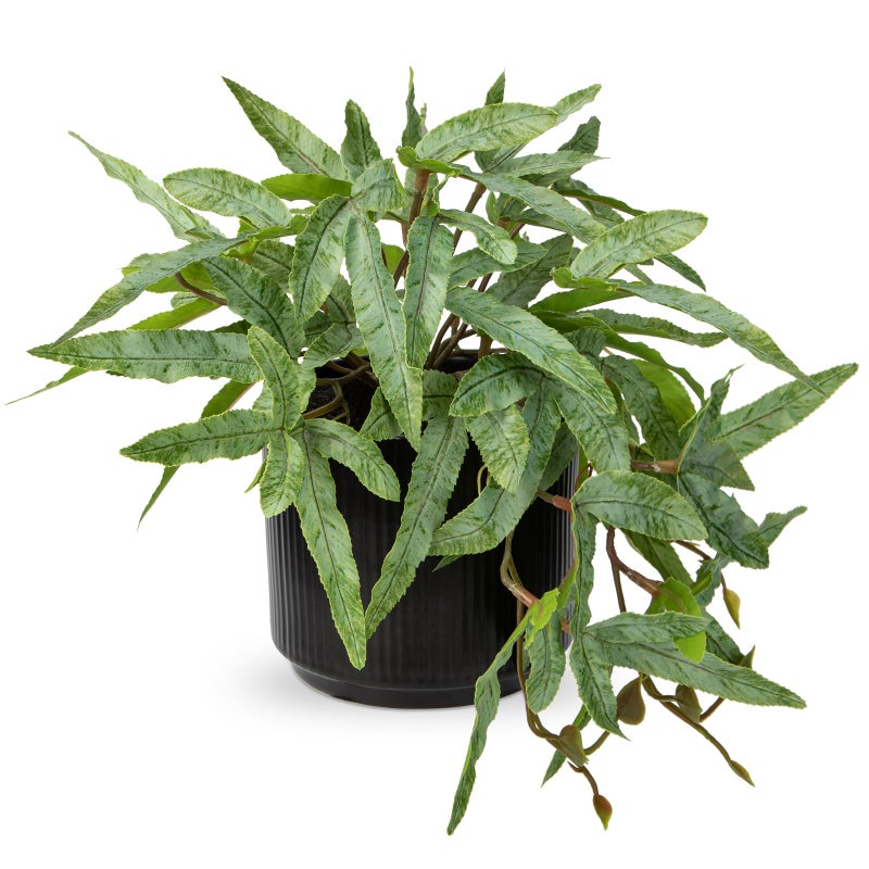 Briful Faux Plants Indoor 9'' Artificial Potted House Plant with Black Ceramic Pot Fake Pteris Cretica Fern Plant for Home Office Room Desk Shelf Decor Indoor - Image 1