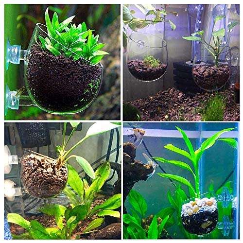capetsma 4X Crystal Glass Aquarium Plant Pot, Aquarium Aquatic Planter, Red Shrimp Live Plants Fish Tank Glass Holder with 4X Suction Cups for Aquarium Fish Tank Decorations … (4 Pack)… - Image 2