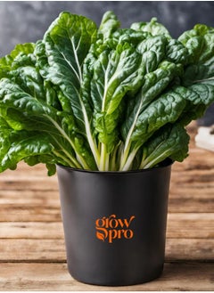 GROW Fordhook Giant Swiss Chard  - Image 1