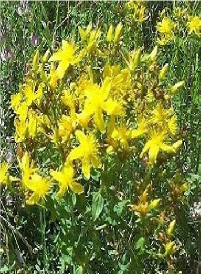 GGOOT Approx 200 Seeds of Wild Flower Hypericum Perforatum Common St John's Wort