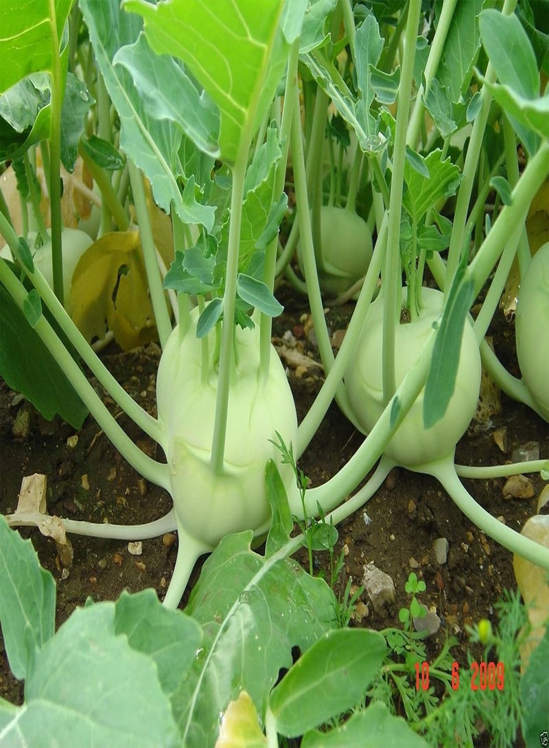 GGOOT Kohlrabi, Early White Vienna,german Turnip-100 Seeds ! Mild, Sweet, Turnip-like - Image 3