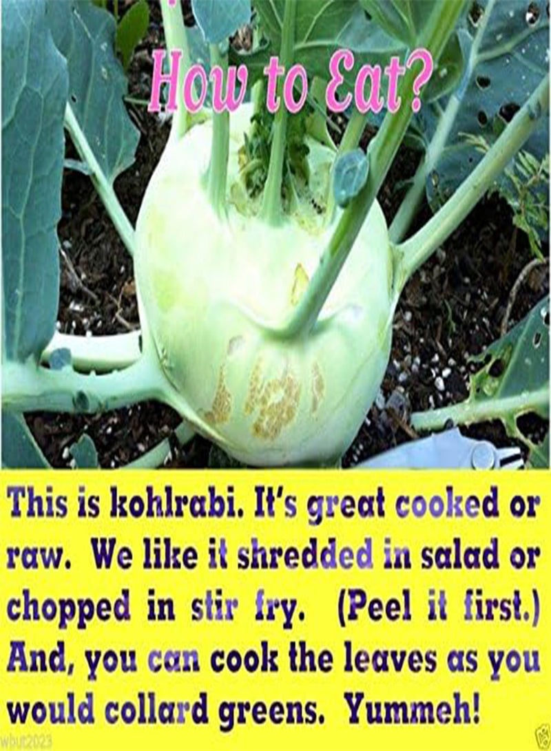 GGOOT Kohlrabi, Early White Vienna,german Turnip-100 Seeds ! Mild, Sweet, Turnip-like - Image 2