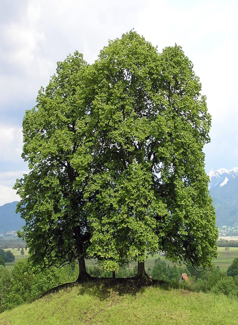 GGOOT Lime Tree (Tilia Cordata) | 25+ Seeds - Image 2