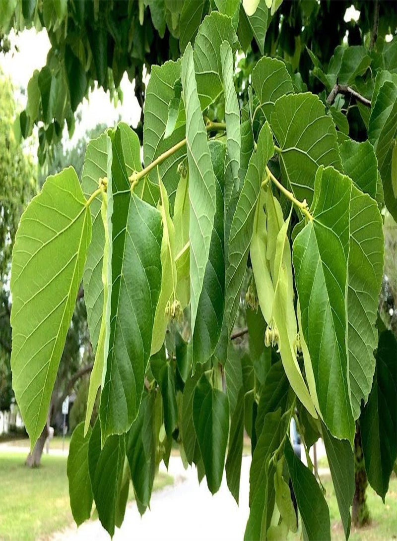 GGOOT Lime Tree (Tilia Cordata) | 25+ Seeds - Image 4