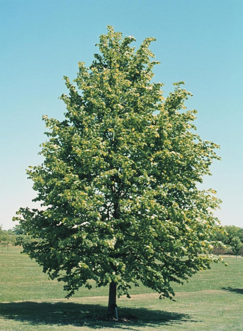 GGOOT Lime Tree (Tilia Cordata) | 25+ Seeds - Image 5