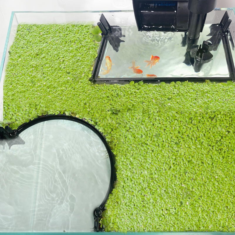 Pryitier Aquarium Floating Plant Barrier, Floating Plant Corral Self Adjusts to Water Level Fish Tank Fence Keeps the Floaters Away from the Filter - Image 1