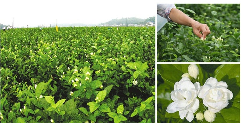 TooGet Fragrant Natural Pure Jasmine Buds Dried Jasmine Flowers Wholesale, Herbal Tea - 4 OZ - Image 4
