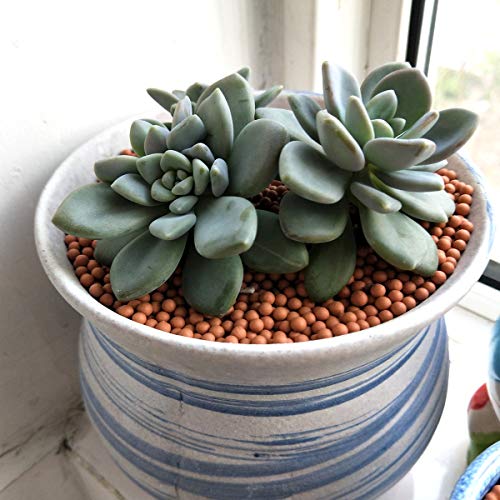 TOYPOPOR Clay Pebbles Gardening Ceramsite Orchid Hydroponic Grow Media Clay Rocks Drainage Water Purification Ceramsite Decor Cultivation Soil Stone Horticultural Grade for Soil Hydroponics Aquaponics 2.2lb - Image 5