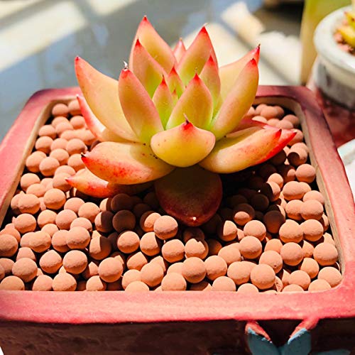 TOYPOPOR Clay Pebbles Gardening Ceramsite Orchid Hydroponic Grow Media Clay Rocks Drainage Water Purification Ceramsite Decor Cultivation Soil Stone Horticultural Grade for Soil Hydroponics Aquaponics 2.2lb - Image 4