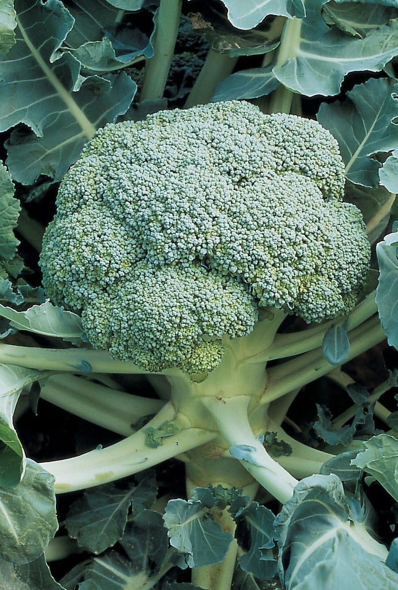 Burpee بذور بروكلي بربى دي تشيكو 200 بذور - Image 2