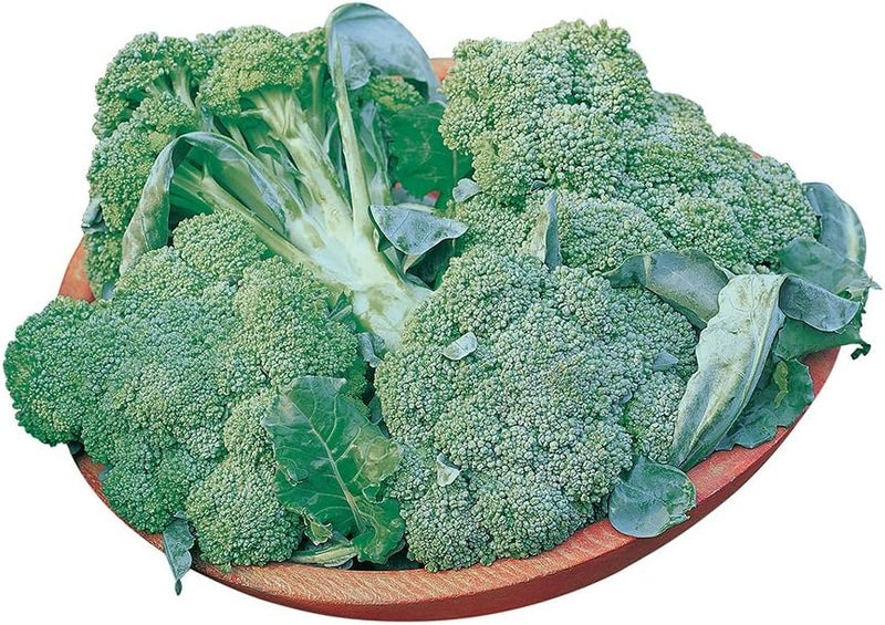 Burpee بذور بروكلي بربى دي تشيكو 200 بذور - Image 1