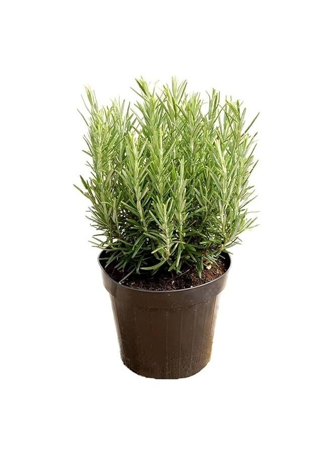 Rosmarinus officinalis-plant (2 pot =16) - Image 3