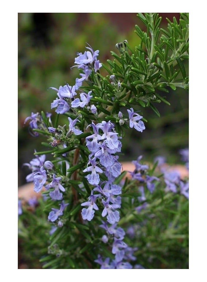 Rosmarinus officinalis-plant (2 pot =16) - Image 4