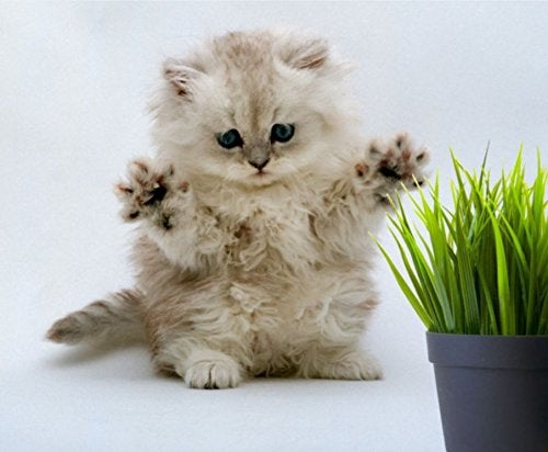Crafted-Brand Simple Cat Grass | 100% US Organic Oat Seeds | Show Your Love with a Healthy Pet Treat and Snack (4 Ounce (~3200 Seeds)) - Image 2