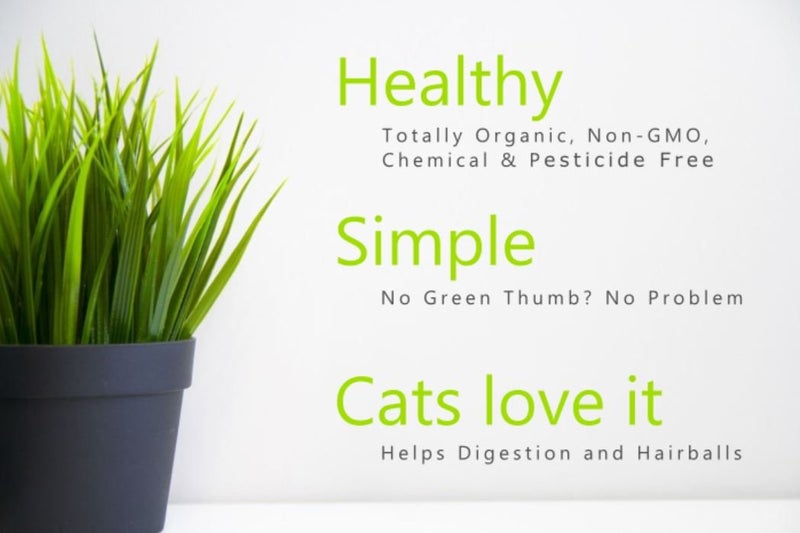 Crafted-Brand Simple Cat Grass | 100% US Organic Oat Seeds | Show Your Love with a Healthy Pet Treat and Snack (4 Ounce (~3200 Seeds)) - Image 3